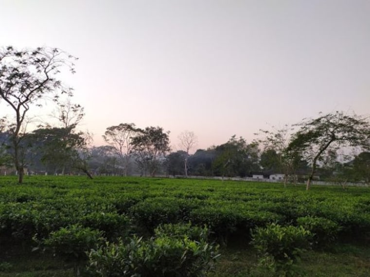 Cinnamora Tea Estate-4